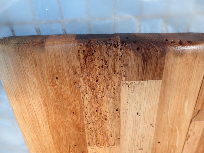Des planches en chêne fortement attaquées par les insectes, quel dommage...